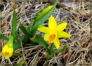 12th Apr 2015 - First Daffodil Blooms!