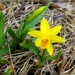 First Daffodil Blooms! by olivetreeann