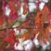 Autumn tone by sugarmuser