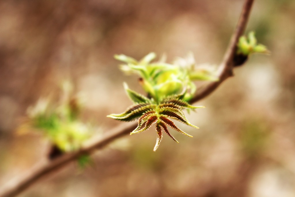 Spring Reaching Out by juliedduncan