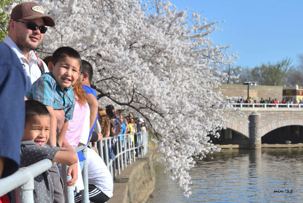 Cherry Blossom Festival by mhei