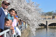 12th Apr 2015 - Cherry Blossom Festival