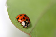 11th Apr 2015 - Ladybug