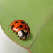 Ladybug by ingrid01