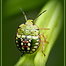 The bug by dide
