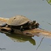 Turtles  by kathyo