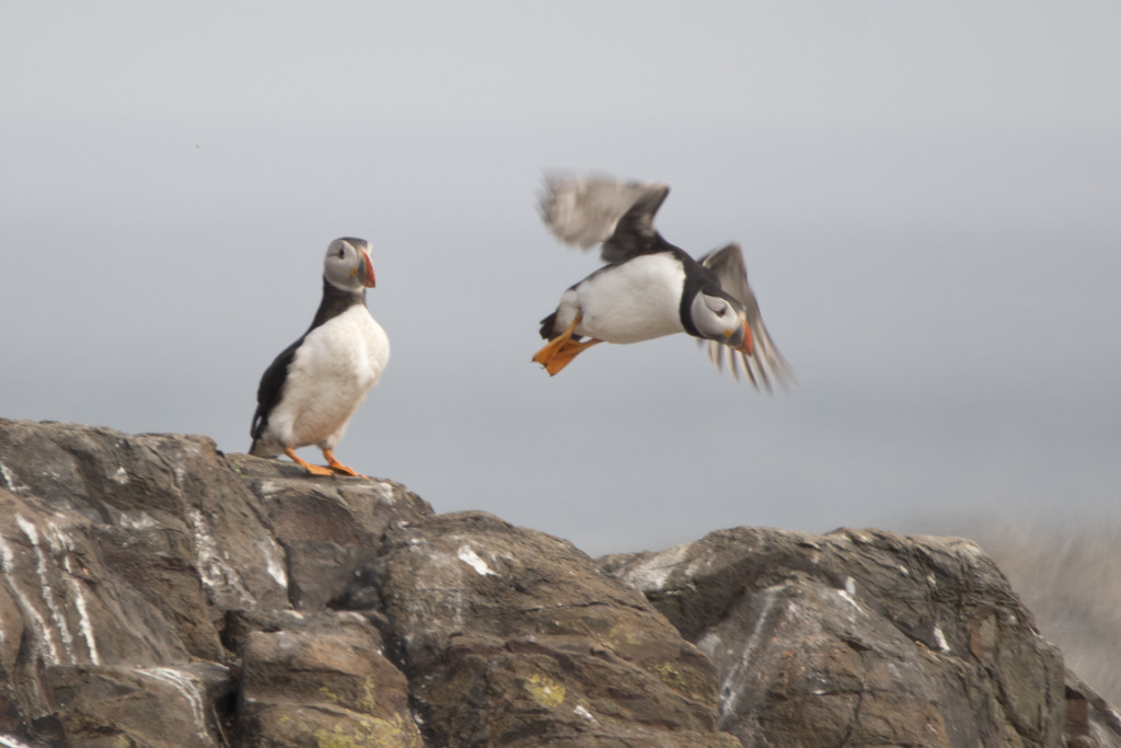 Puffin Takeoff by helenw2