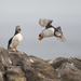 Puffin Takeoff by helenw2