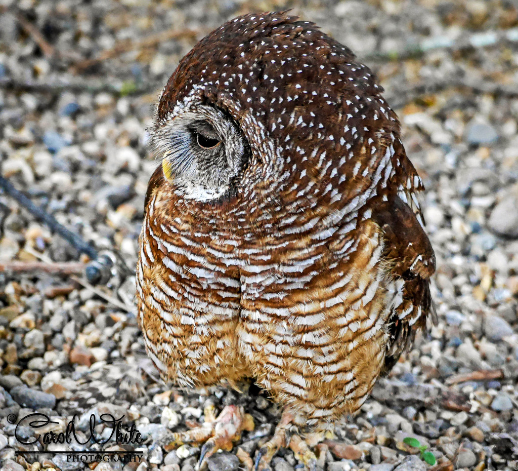 Woodford's Owl by carolmw
