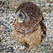 Woodford's Owl by carolmw