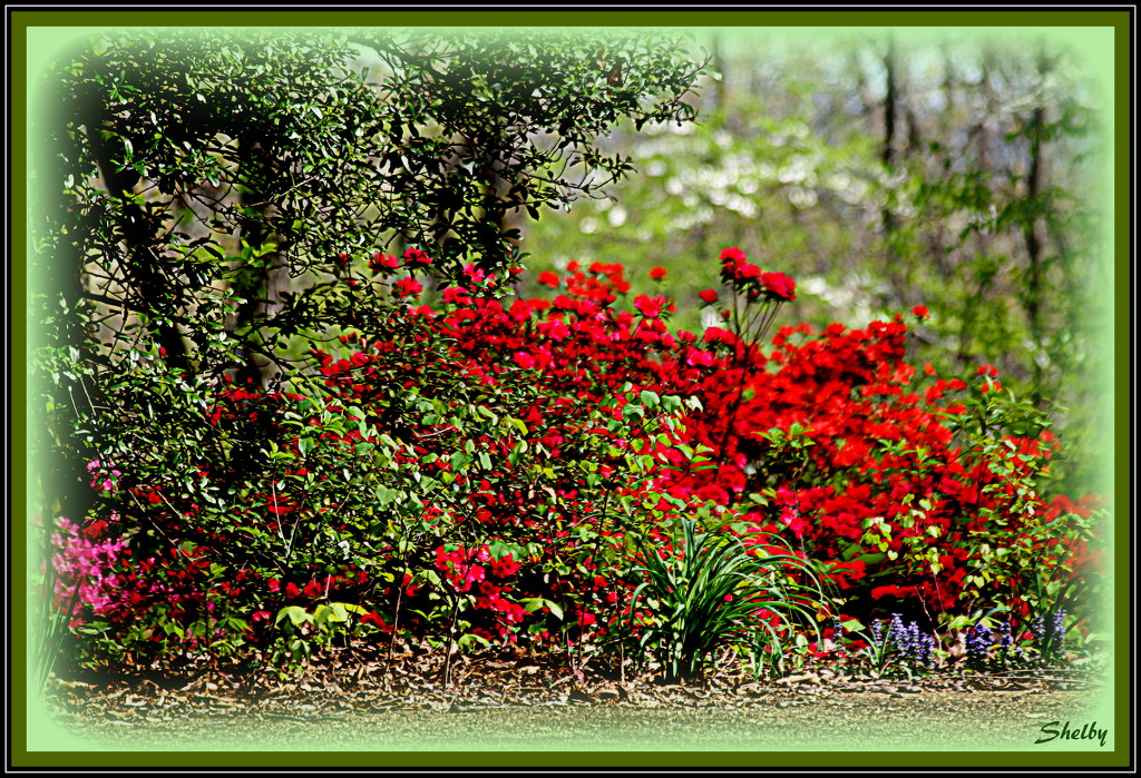 Colors of my Garden by vernabeth