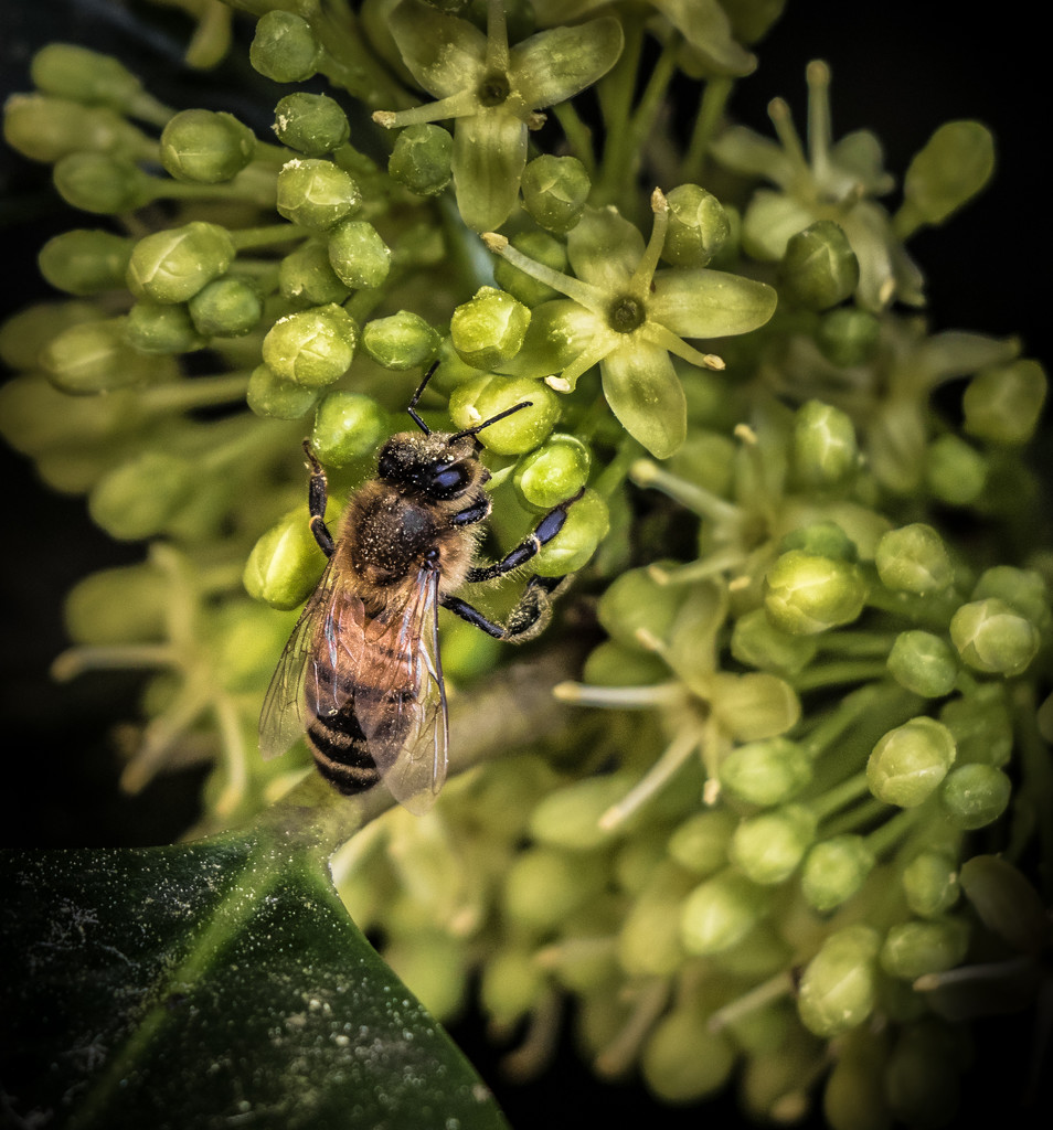 Record High Pollen (Good for Some) by darylo