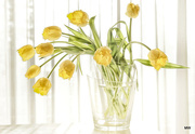 13th Apr 2015 - 2015-04-13 fringed tulips