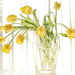 2015-04-13 fringed tulips by mona65