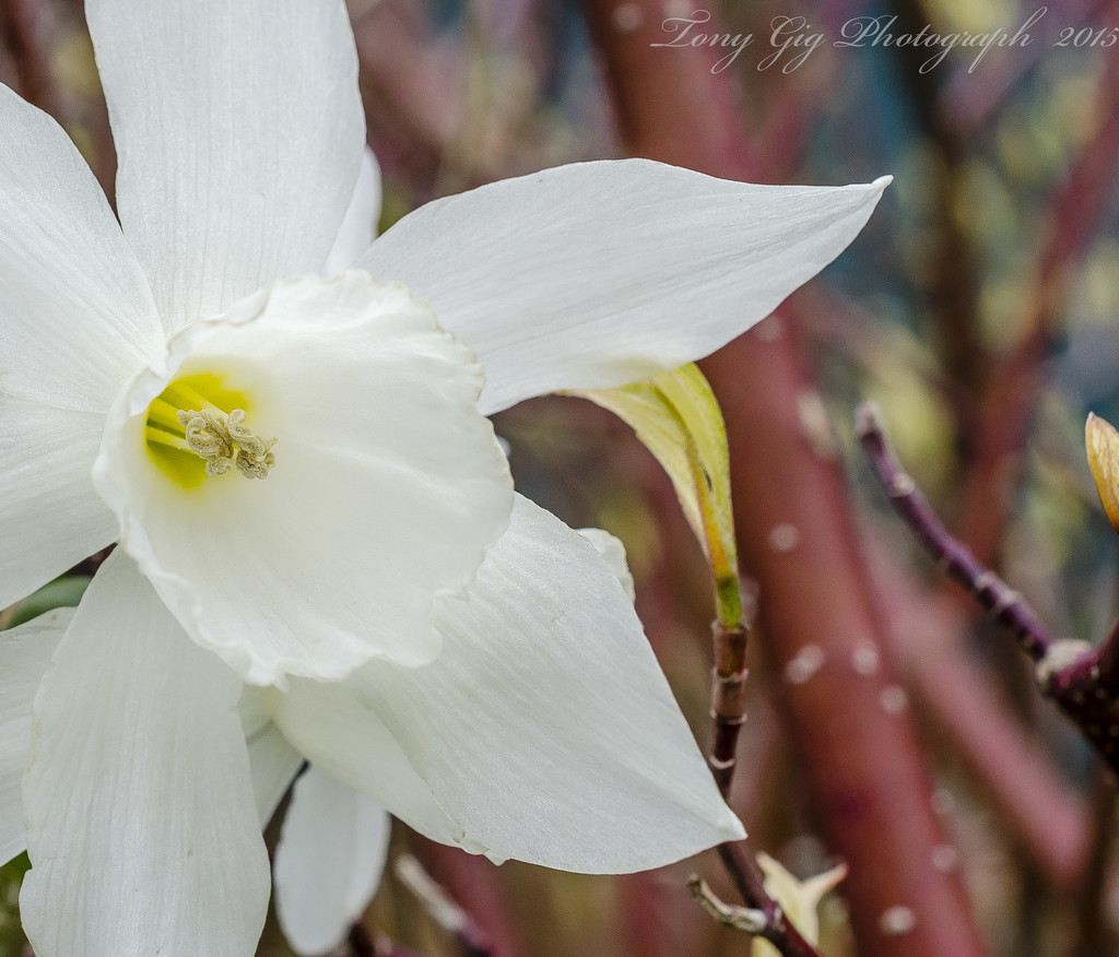 Daffodil by tonygig