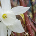 Daffodil by tonygig