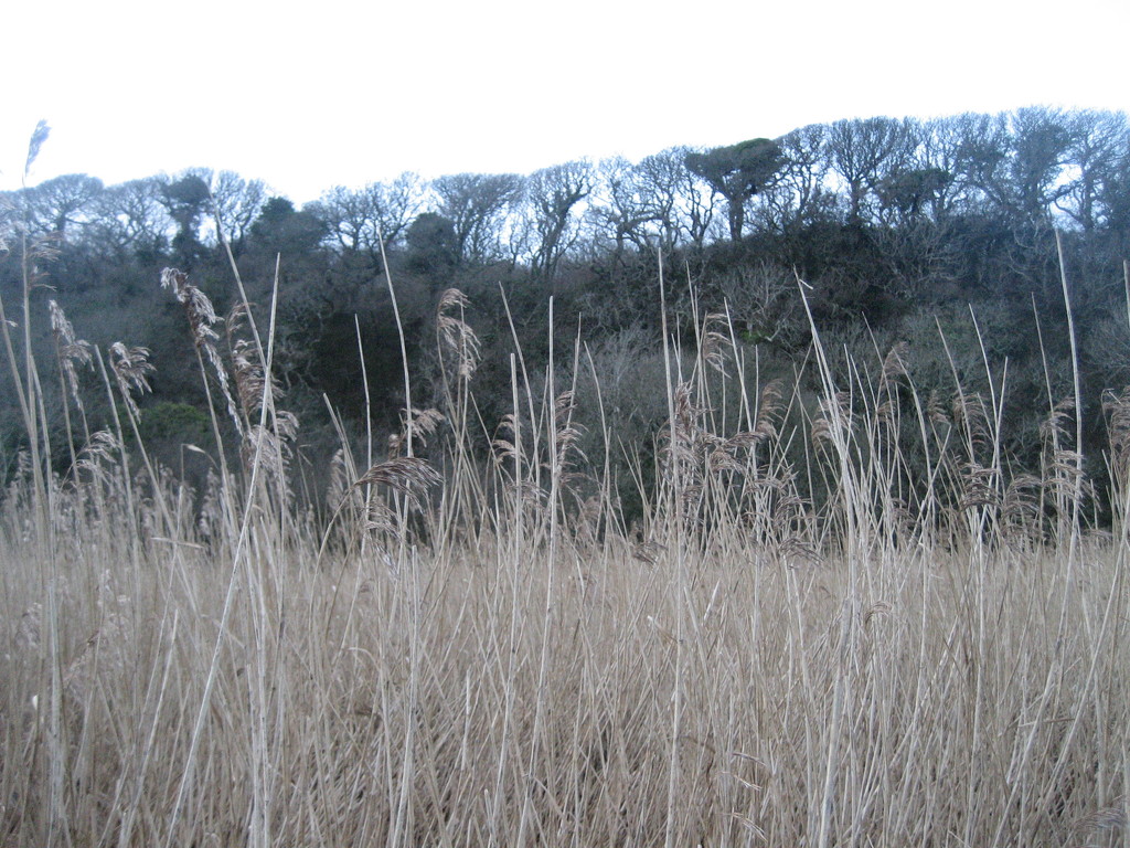 Grass and tree line by steveandkerry