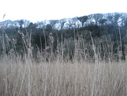 2nd Jan 2013 - Grass and tree line