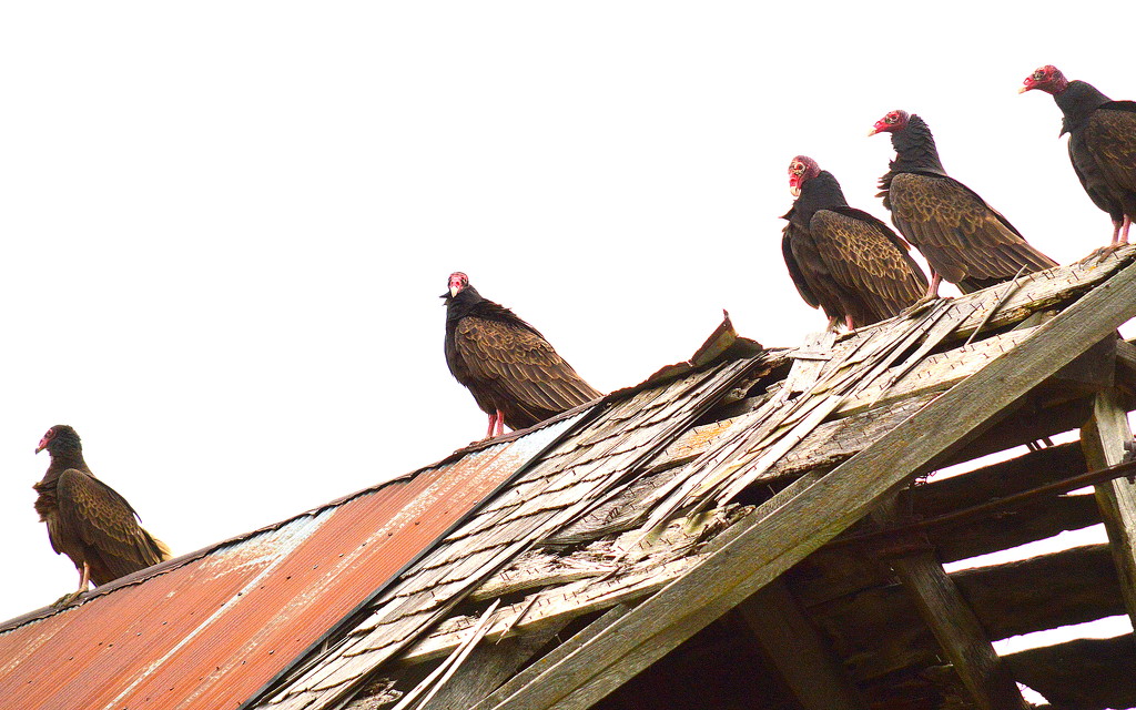 Barn Owners by kareenking