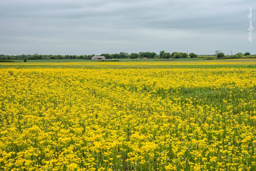Fields of Yellow by lynne5477