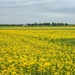 Fields of Yellow by lynne5477