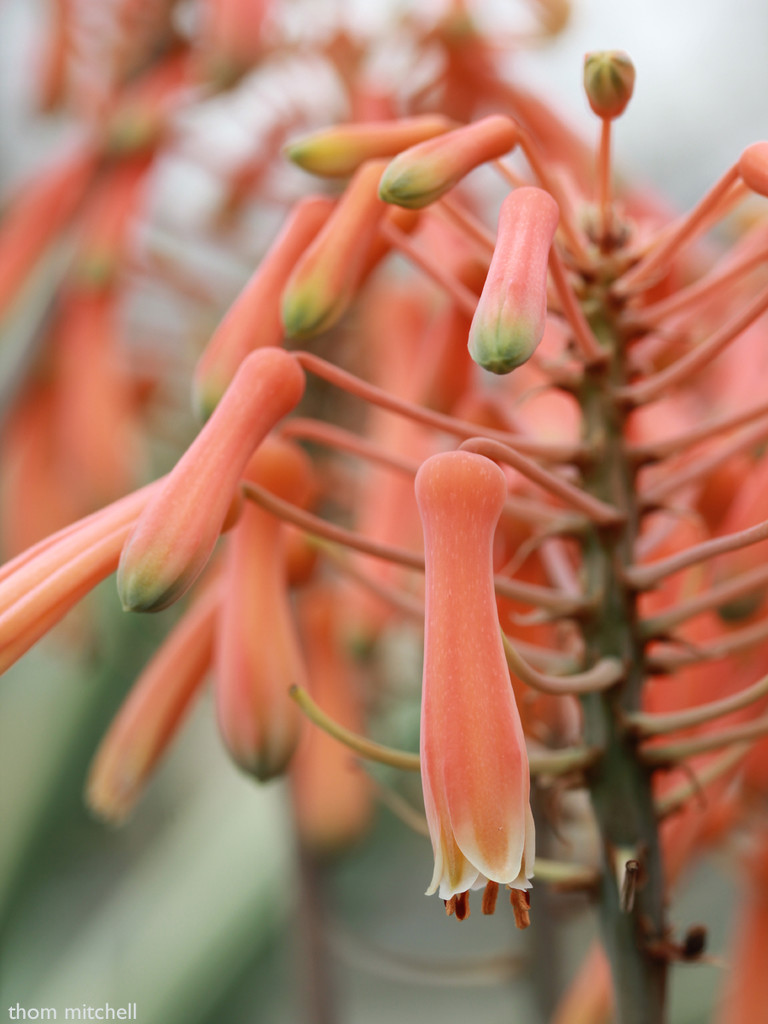 Aloe striata (‘Coral Aloe’)  by rhoing