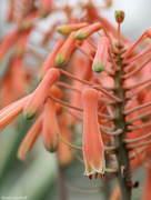 18th Mar 2015 - Aloe striata (‘Coral Aloe’) 