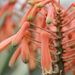 Aloe striata (‘Coral Aloe’)  by rhoing