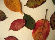 8th Dec 2014 - pressed leaves