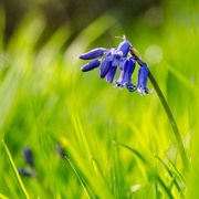 13th Apr 2015 - Bluebell and bugs