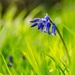 Bluebell and bugs by barrowlane