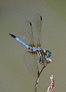 15th Apr 2015 - Blue Dragonfly