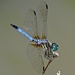 Blue Dragonfly by rob257
