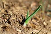 13th Apr 2015 - Garlic sprout 