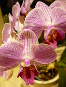 10th Apr 2015 - Kitchen Orchid