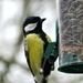 Great Tit  by countrylassie