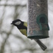 Great Tit by countrylassie
