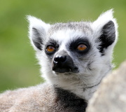 13th Apr 2015 - The eyes of the Ring-tailed lemur 
