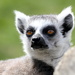 The eyes of the Ring-tailed lemur  by phil_howcroft