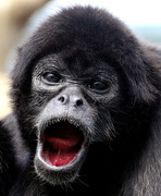 14th Apr 2015 - Black Headed Spider Monkey says hello