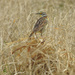 Eastern Meadowlark by rminer