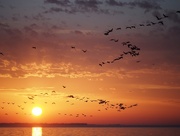 13th Apr 2015 - Cormorants at Sunrise