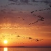 Cormorants at Sunrise by selkie