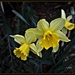 Yellow Daffodils by essiesue