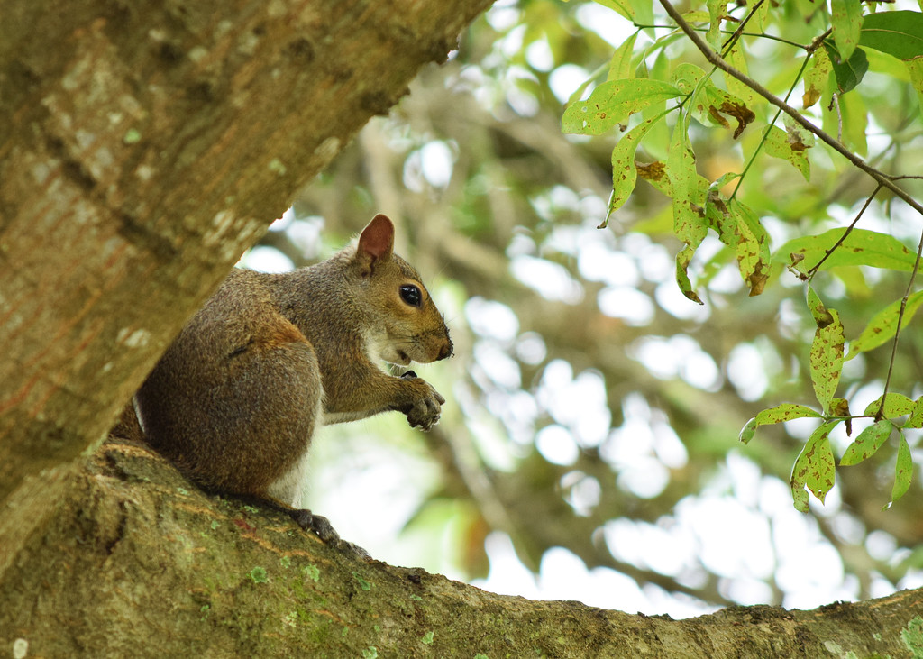 One More Squirrel by rickster549