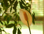 13th Apr 2015 - Peace Lilly