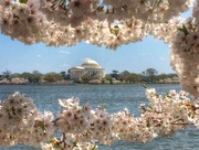 13th Apr 2015 - Jefferson's Cherry Blossoms