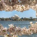 Jefferson's Cherry Blossoms by khawbecker