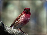 13th Apr 2015 - Purple Finch