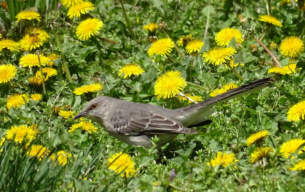 Mockingbird in the dandelions by annepann